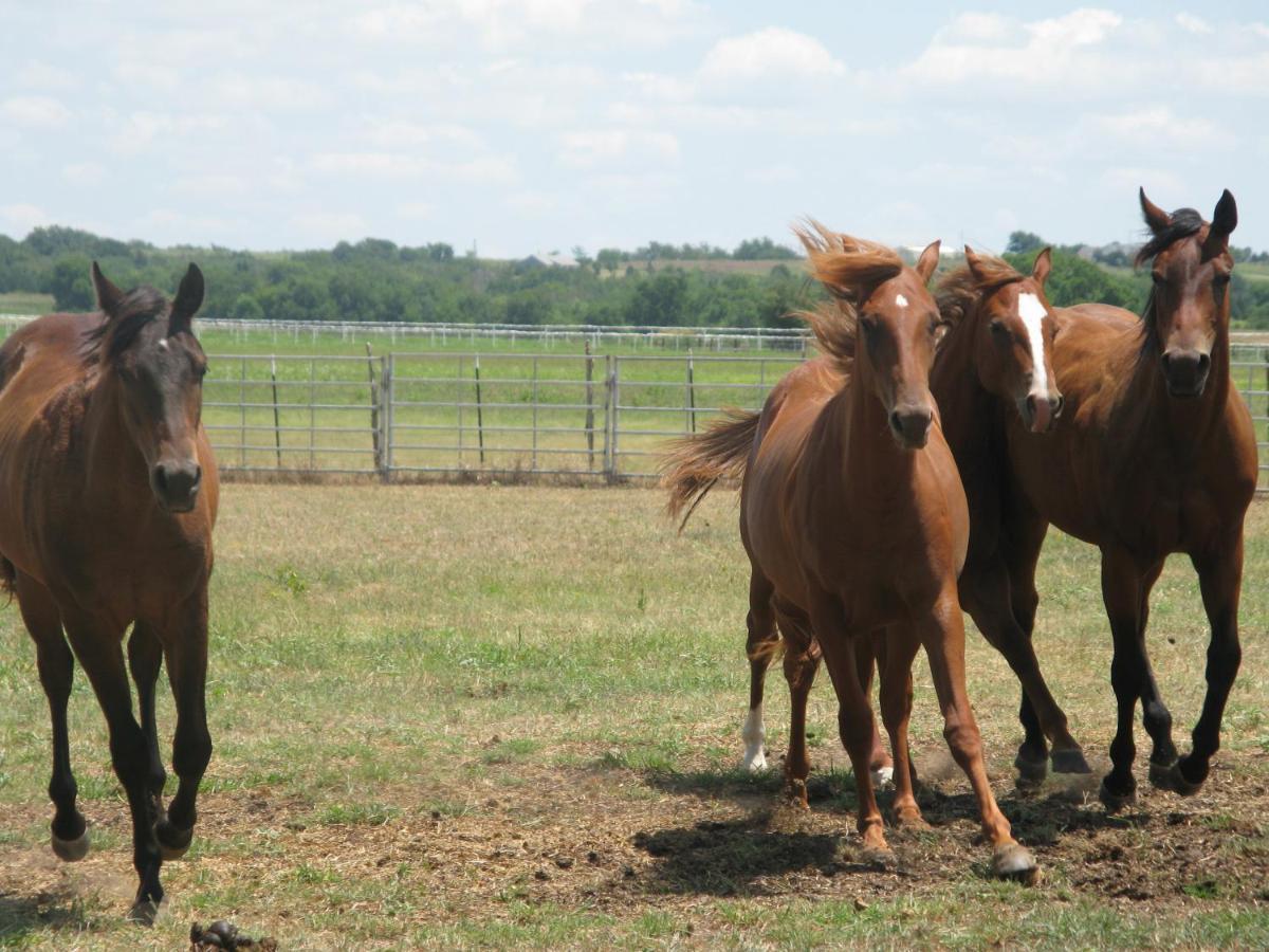 Imbersago Agriturismo Monsereno Horses المظهر الخارجي الصورة